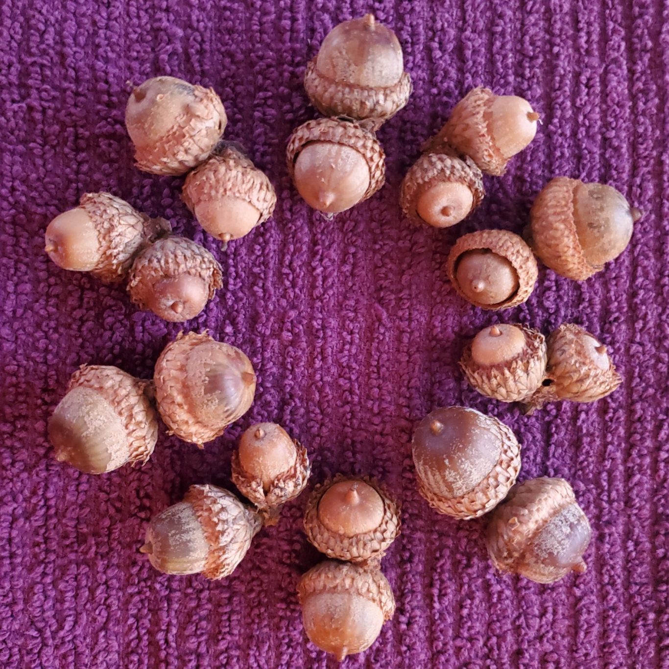 order is about patterns like these acorns in a circle