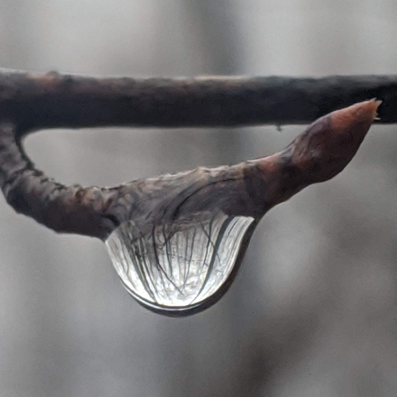 drop on a branch gives perspectives that help you see new things