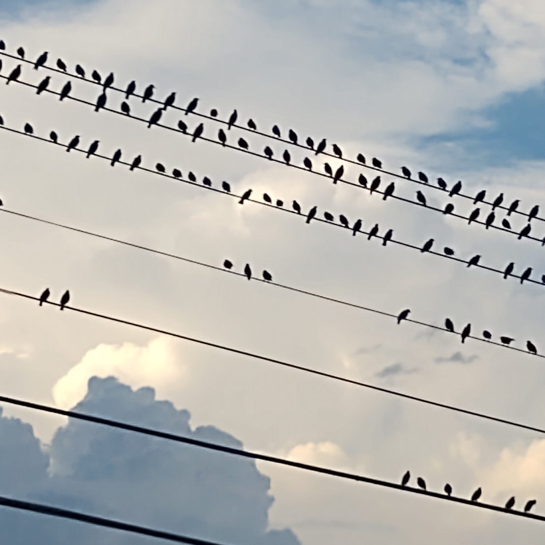 orderly birds on a wire creating beauty